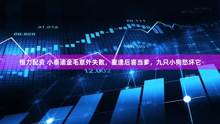 恒力配资 小泰迪金毛意外失散，重逢后喜当爹，九只小狗愁坏它